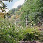 Circulația feroviară, închisă temporar între Lainici și Pietrele Albe după căderea unui copac