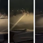 Urși pe podul peste autostradă, în apropiere de Sebeș